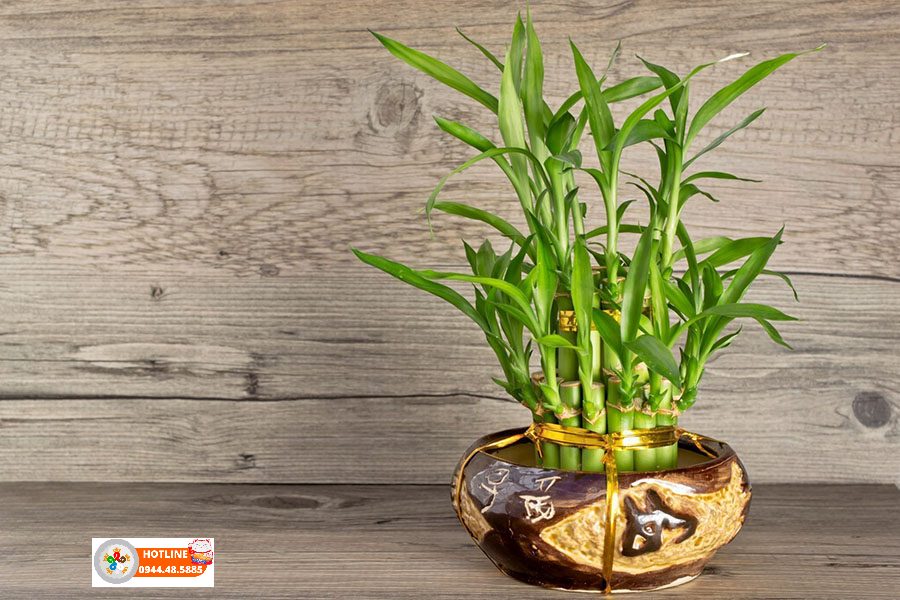 Công dụng và ý nghĩa cây phát lộc trong cuộc sống