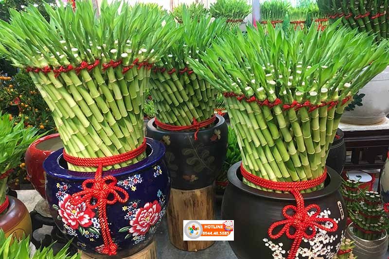 Ý nghĩa cây phát lộc trong phong thủy