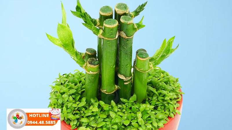Cây phát lộc hợp với tuổi nào