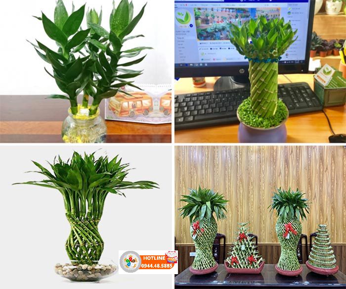 Cây phát lộc có hại cho sức khỏe con người không