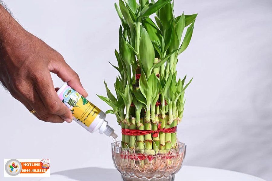 cách chăm sóc cây phát lộc đúng cách